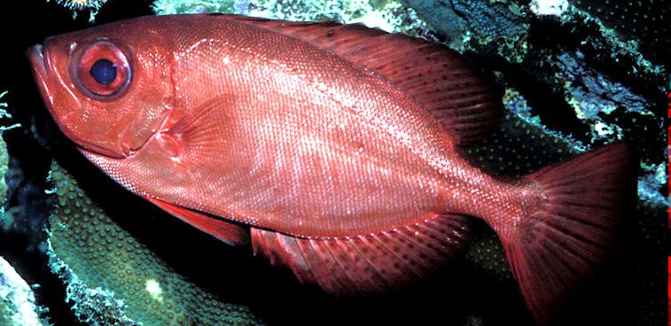 Heteropriacanthus cruentatus_05.jpg